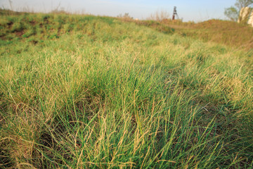 Green steppe grass on a sunny day