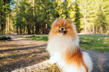 a small furry dog walks in the forest. Jolly Pomeranian put his paws on the tree. beautiful red dog