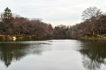 The view of Inokashira park
