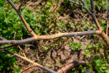 Fruit tree nibbled by mice in winter. Branches of a bush without bark, teeth marks. Concept of problem of protecting garden from rodents and pests.