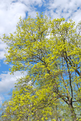 Fototapeta premium Tree in spring