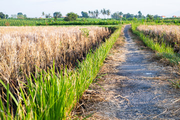 Fototapeta na wymiar Bali's countryside with a straight road in the middle of a rice field.