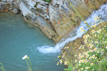chamomile flowers bloom on the edge of a cliff near a cascading mountain waterfall with clear water