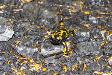 Salamander among the leaves in the wild