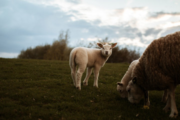 Little lamb looking into the Camera at Schiermonnikoog