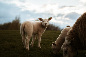 Little lamb looking into the Camera at Schiermonnikoog