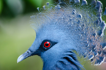 close up of Victoria Crowned Pigeon on green background