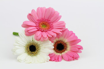 White and pink gerbera daisies on white background with copy space
