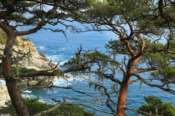 Pine trees against sea water/Primorsky krai, Russia