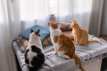 tres gatos domesticos se sientan en una mesa frente a la ventana