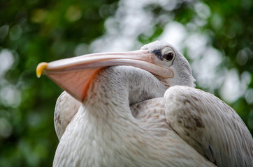 The great white pelican sitting on a tree