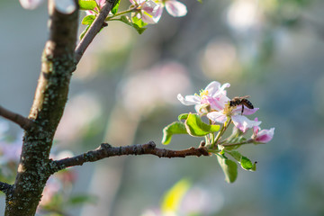 Close-Up of bee on blooming apple tree with pollen in springtime