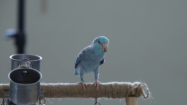 Exotic pet parrot forpus eatting grains