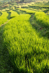 Obraz premium Bali Rural Landscape with Rice 