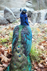 Obraz premium peacock male bird with beautiful blue feather plumage - stock photo