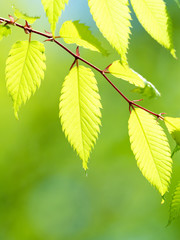 新緑のケヤキの葉
