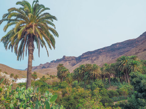 Gran Canaria - Palmenoase Arteara