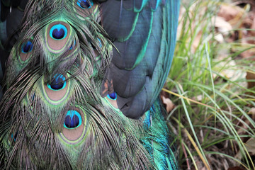 peacock male bird with beautiful blue feather plumage - stock photo