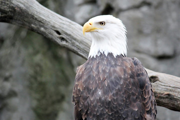 american eagle bird close up the nation american symbol for freedom 