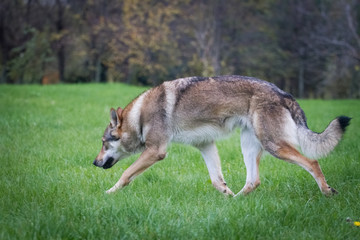 Naklejka na ściany i meble Czechoslovakian wolfdog dog runs on grass