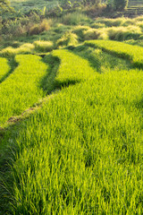 Obraz premium Bali Rural Landscape with Rice 