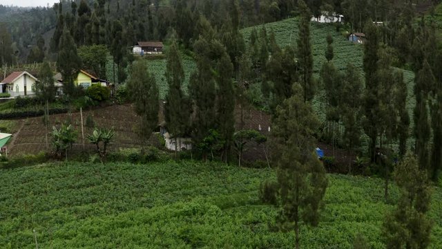 Lush green vegetable fields at Cemoro Lawang mountain village 