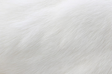 Pure white cat fur macro view