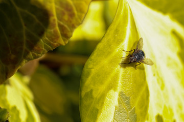 Black fly on a pale green ivy leaf during a warm summer day