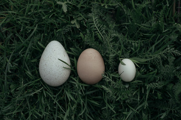 3 difference eggs. turkey egg, chicken egg and quail egg