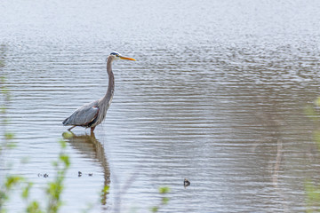 Great Blue Heron bird wading through lake water on spring day