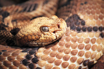 copperhead snake curled up ready to strike