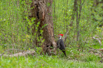 Naklejka premium Pileated woodpecker bird perched on tree trunk in forest on spring day