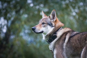 Dog Czechoslovakian wolfdog in the summer in a collar