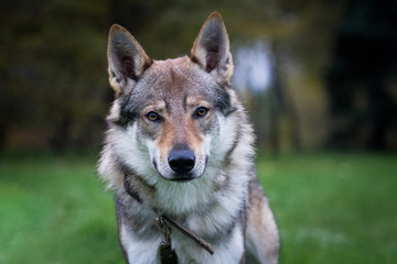 Naklejka na ściany i meble Dog Czechoslovakian wolfdog, in the summer. Portrait.