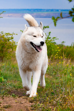 Husky is running through the grass. Close-up. The dog walks in nature. Siberian Husky runs to the camera. Active walks with the dog.