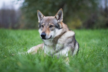 Naklejka na ściany i meble Czechoslovakian wolfdog dog lies on the grass