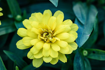 Yellow zinnia