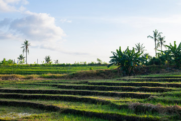 Bali Rural Landscape with Rice Terrace