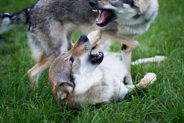 Two wolf-like dogs are fighting