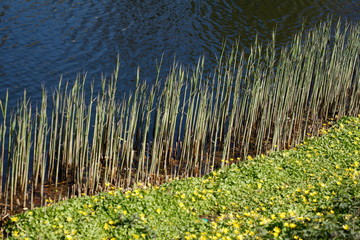 Schilf, Gräser und Blumenwiese an einem Seeufer