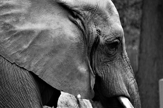 elephant head closeup eye and ears  stock photo