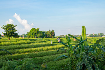 Fototapeta premium Bali Rural Landscape with Rice Terrace