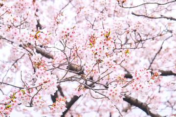 桜　春　Cherry Blossoms
