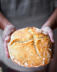 Loaf of freshly baked homemade bread supported by two floured male hands
