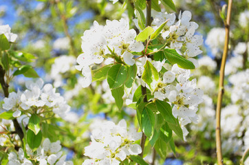 Blooming apple tree in the spring. Bright white flowers on tree branches.