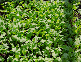 Radish or Raphanus sativus, cultivated radish, daikon, radish. Spring vegetable in the garden. Growing seedlings.