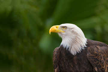 Bald Eagle (Haliaeetus leucocephalus) head portrait on a green background. American eagle.