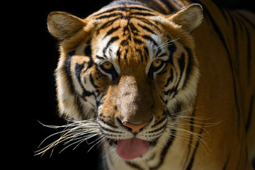 Fototapeta na wymiar Tiger face, portrait on black background. Beautiful tiger on black background with protruding tongue high quality closeup tiger head.