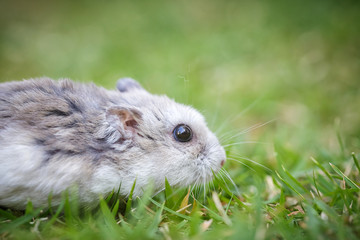 Close-up face of Winter White Russian Dwarf Hamster on grass.