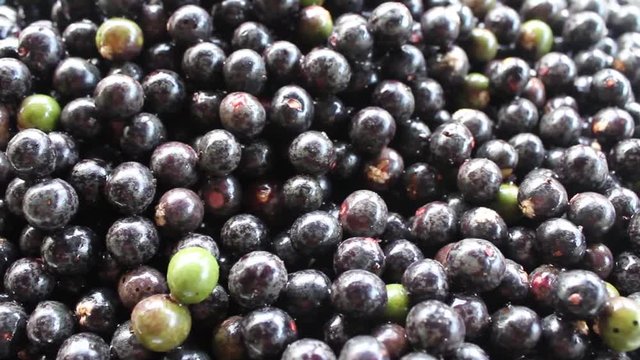 Close up of natural fresh harvested acai fruit. Super Amazonian fruit from Brazil. Nutritious food for vegans and vegetarians. organic fruit harvest.